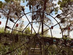 -合肥滨湖国家森林公园