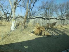 -北京野生动物园