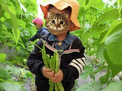 -万源龙顺度假庄园生态观光园