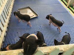 -萌宠亲子动物乐园(槐房万达店)