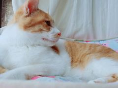 -猫咖时代(中山亭店)