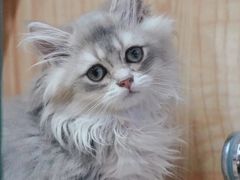 -山宅一喵德文卷毛猫舍