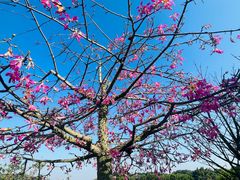 -大屏嶂森林公园