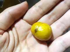 栗子-栗满秋(燕丰西坝河店)