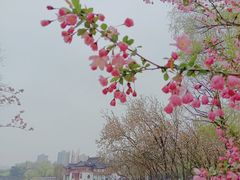 -莫愁湖公园