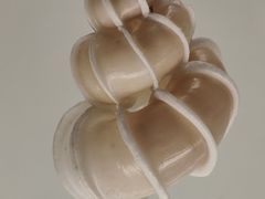 -青岛贝壳博物馆