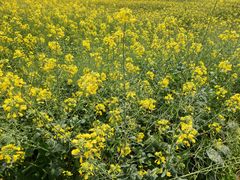 -楠溪江风景名胜区