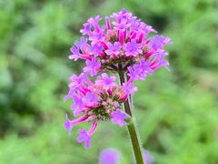 -黑龙江省森林植物园