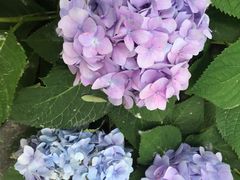 -合肥滨湖国家森林公园