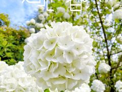 -上海滨江森林公园