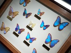 -上海昆虫博物馆