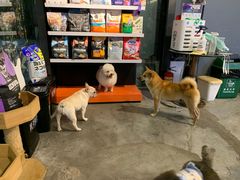 -more than meow吴止猫主题餐厅(承德 中船汇店)