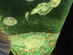 -西安曲江海洋极地公园