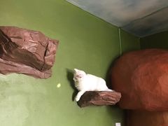 -猫猫幼稚园·撸猫·桌游·电玩