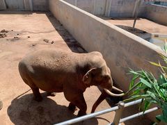 -西霞口神雕山野生动物世界