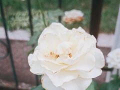 -北京大学燕东园