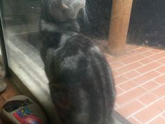 -猫咪博物馆(顶澳仔猫街店)