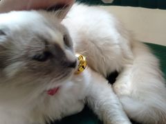 -喵喵咪呀布偶猫咖(春熙路店)