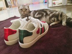 -Gucci(北京金融街购物中心店)
