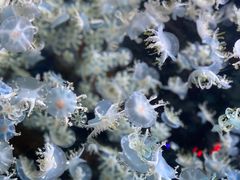 -太平洋海底世界