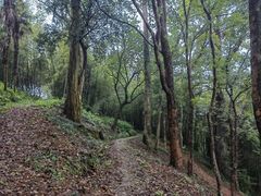 -桑洲油菜花景区