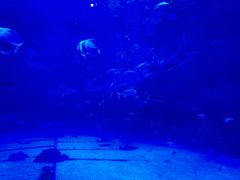 -烟台海昌鲸鲨海洋公园