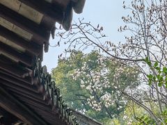 -上海醉白池公园