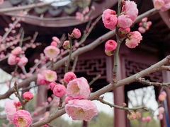-香雪海