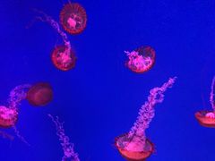 -芜湖新华联大白鲸海洋公园
