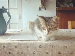 android_upload_pic-海边的猫和咖啡馆