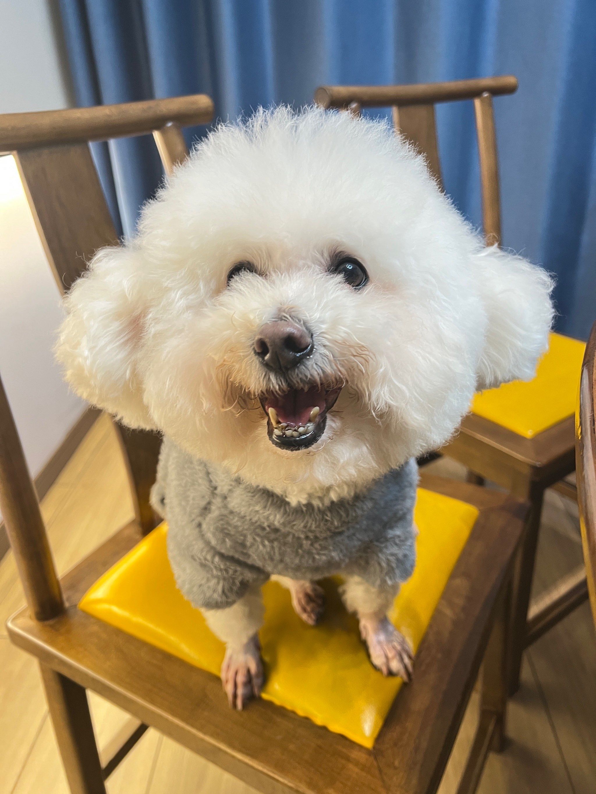 狗狗日常 #记录宠物的日常生活