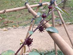 -东莞植物园