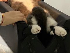 -申普宠物医院·眼科·心内科·影像科(普陀分院)