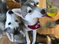 -Husky Go! 哈士奇体验馆·宠物咖啡厅狗咖