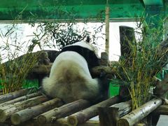 -广州动物园