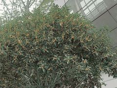 -丹东路渡口(轮渡站)