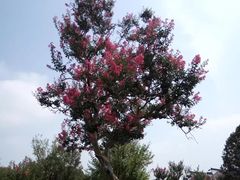 -武汉紫薇都市田园