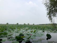 -洪湖生态旅游区