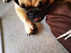 -喜柴咖啡·柴犬狗咖