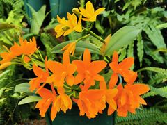 -国家植物园南园