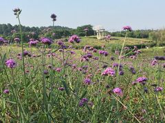 -大塘金香草谷