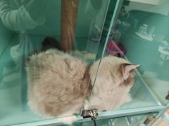 -猫宠乐园·专业洗护
