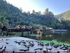 -西双版纳原始森林公园