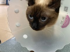 -瑞派·关忠动物医院·猫专科·犬专科(三环新城店)