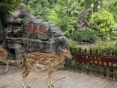 -野象谷景区
