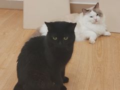 -有喵·猫咖·狗咖·30几只猫10只小狗(岗厦店)