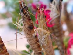 -新花城蟹粉馆(乌鲁木齐店)