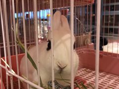 兔子-藦茜花园宠物主题亲子互动体验馆(国顺东路店)
