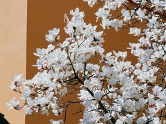 -龙华寺
