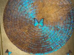 -上海昆虫博物馆